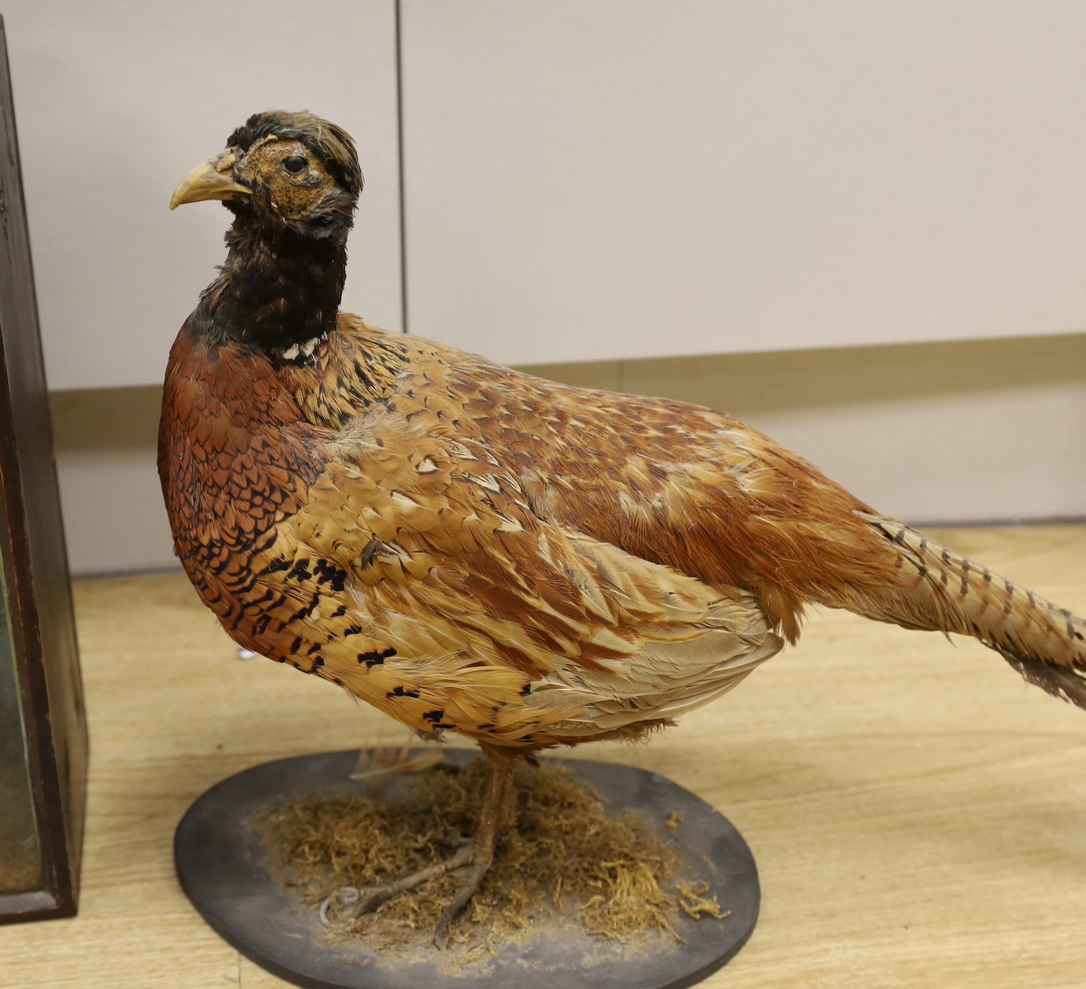 Taxidermy: two lapwings in glass cabinet and two pheasants on stands, lapwing case 39cm x 52cm
